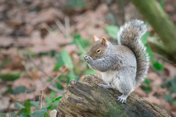 Photo of Praying Squirrel