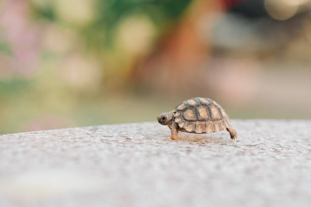 istock Turtle walking and in a jar of water 1432893063