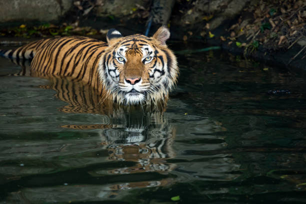istock Panthera yellow with black stripped tiger swimming in river looking at camera 1432893077
