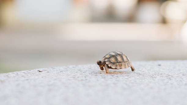 istock Turtle walking and in a jar of water 1432893206