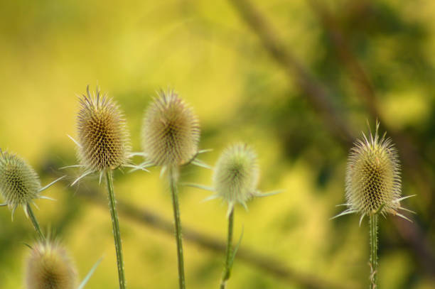 istock Closeup of cutleaf teasel green seeds with selective focus on foreground 1432893675