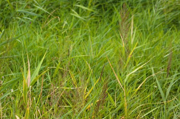 istock Closeup of green common reed with selective focus on foreground 1432894310