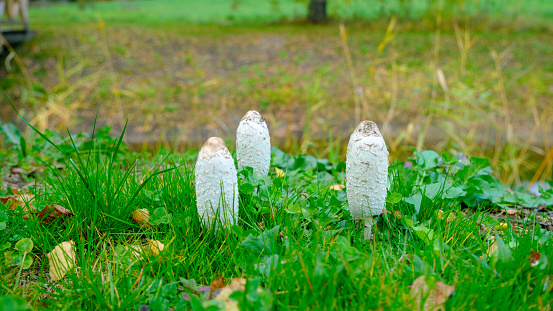 Three white fresh young mushrooms green juicy grass.
