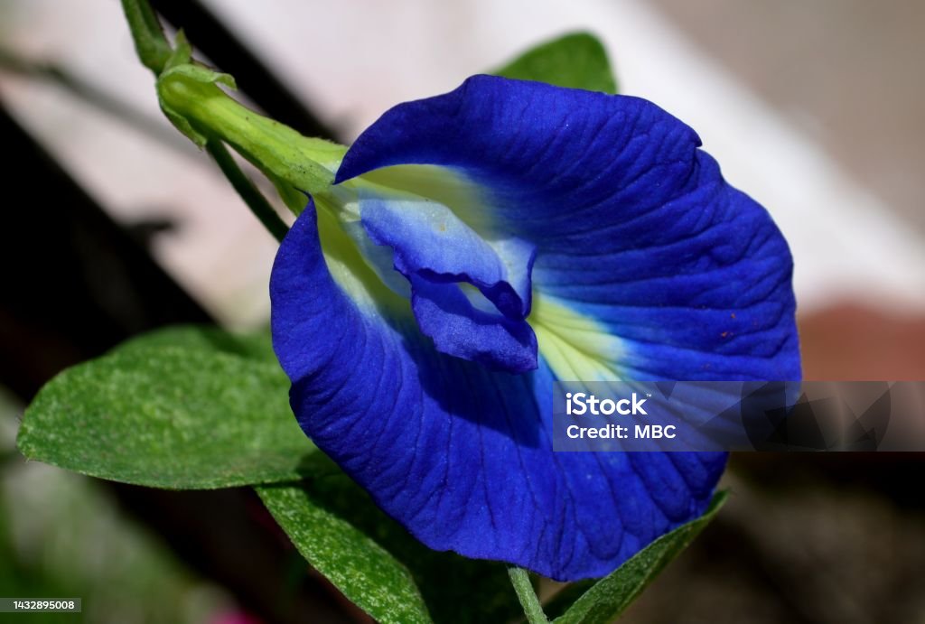 Asian Pigeonwings Clitoria ternatea, commonly known as Asian pigeonwings, bluebellvine, blue pea, butterfly pea, cordofan pea Asia Stock Photo