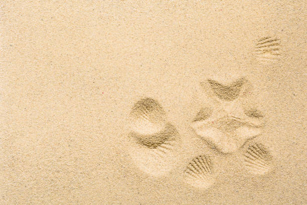 Imprint of seashells and starfish on sand, with copy space. Travelling to warm countries, vacation concept.