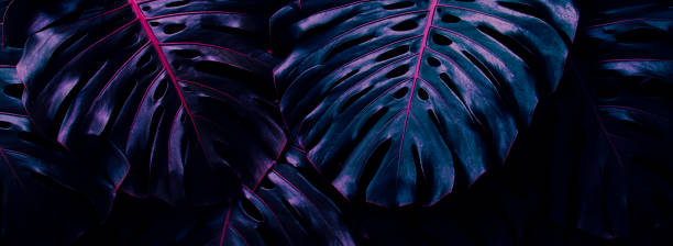 istock Tropical foliage, monstera plant and dark background 1432895164