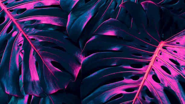istock Tropical foliage, monstera plant background, neon glow color 1432895171