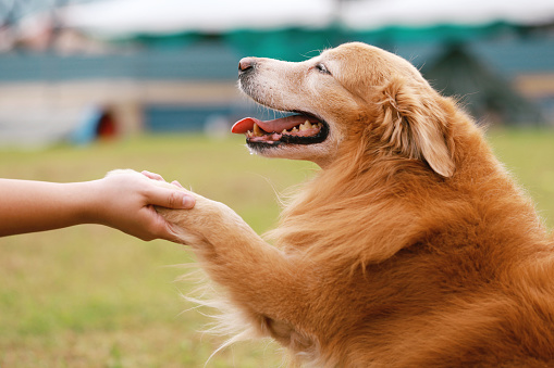 Midsection image of a boy handshake with his dog in park