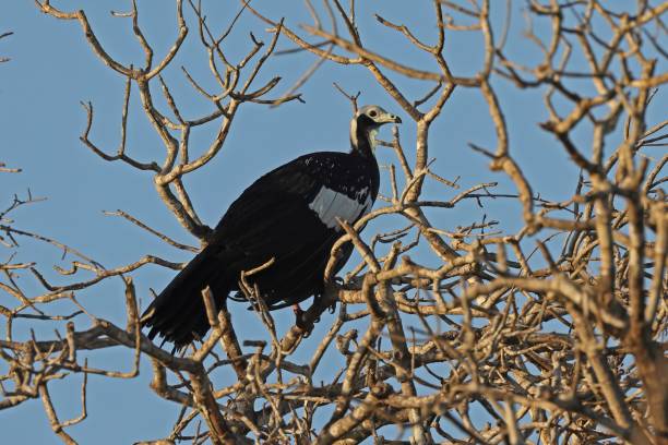 istock Blue-throated Piping-guan 1432897013