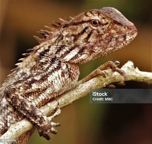 Garden Lizard Stock Photo - Download Image Now - Animal Body Part, Animal Eye, Animal Head