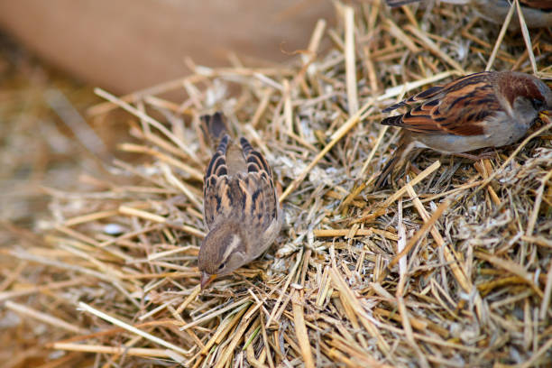 Birds sparrows peck harmful insects in the hay during harvest