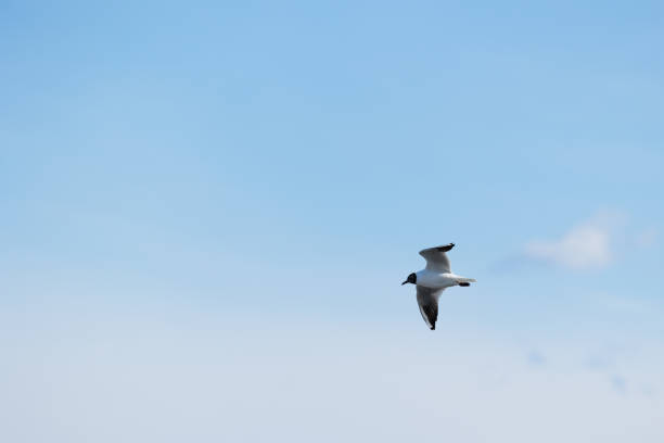 istock little seagull fluctuating in the air. bright light-blue sky on the background 1432899652