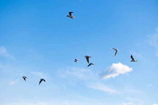 istock group of little seagulls flying, clear light-blue sky on the background 1432899707