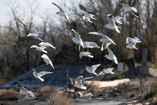 close up view of a little flock of little seagulls flying and fluctuating in the air in the afternoon in a natural reserve along a river