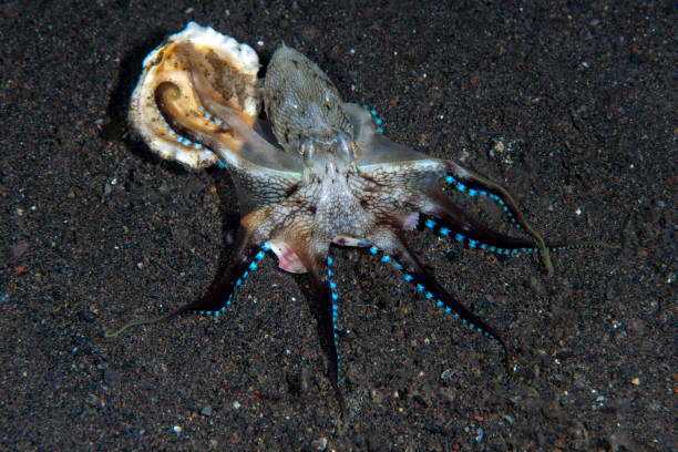 istock A night sea animal. 1432899759