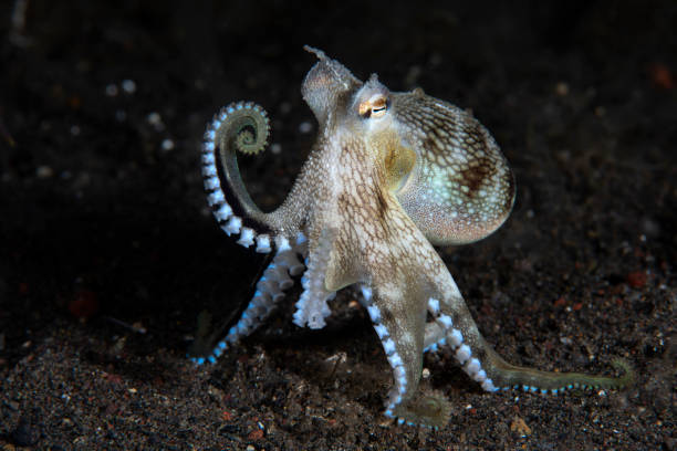 istock A night sea animal. 1432899760