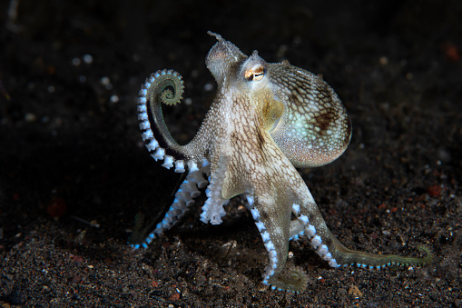 Coconut Octopus - Amphioctopus marginatus lives in a shell. Underwater night life of Tulamben, Bali, Indonesia.