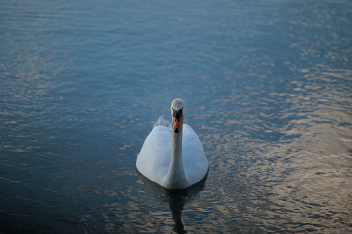 portrait in close up view of a white swan seen from the front, while standing still inside the blue water of a lake in the dimlight and looking at the camera