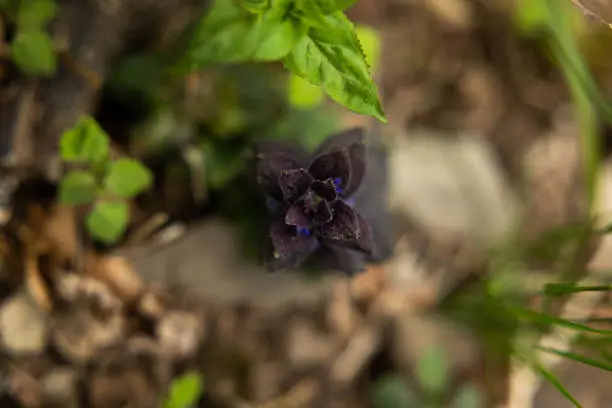 macro view from above of a dark-purple plant with micro leaves growing from the ground and surrounded by other micro plant with green leaves and grass strings