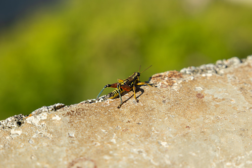 macro view of a little yellow and black grasshopper (podisma pedestris) standing still on a concrete block in the morning while being lit by the sunlight and with a bright green blurred background