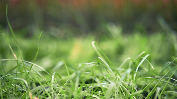 istock Sprouted wheat grains after sowing in the ground, background copy space. Green wheat sprouts close-up 1432900132