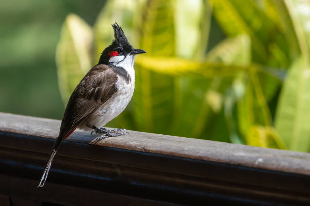 istock Red-whiskered bulbul, pycnonotus jocosus, perched on wood fence 1432901517