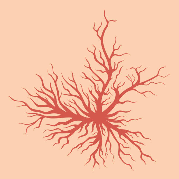 피부에 거미 정맥. 인간 혈관, 건강 동맥. 붉은 피. 정맥류의 - blood clot human vein human artery animal vein stock illustrations