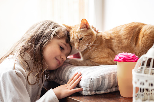 A small cute child toddler 3 years old gently embraces a red fluffy cat sitting on a pillow  toddler girl embraces with tenderness and love her ginger cat, domestic pet. happy child girl playing with cat