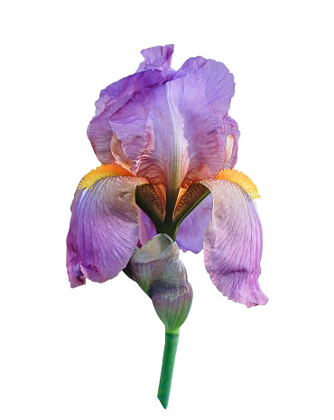 Beautiful bearded iris in a garden with out of focus background
