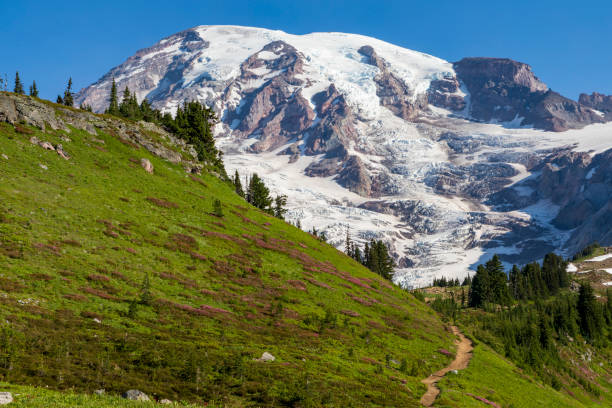 istock snow capped Mt.Rainier under  a clear summer sunny blue sky 1432905098