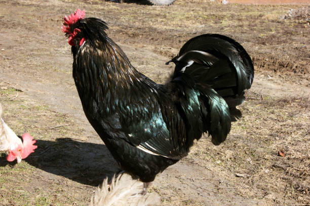 istock a rooster walks around a poultry farm. 1432913554