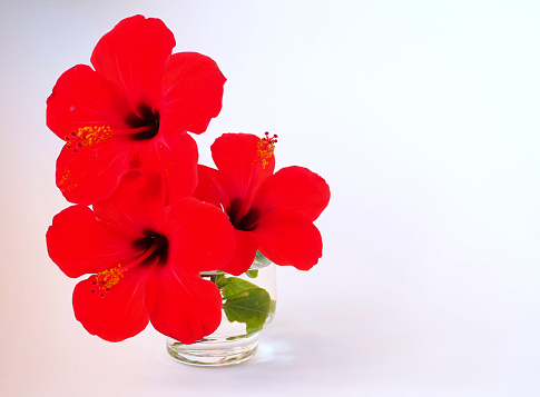 Bouquet of red hibiscus flowers isolated on white background. View from above.