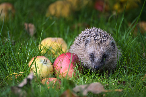 Small hedgehog (Erinaceus europaeus) with apples on a meadow in autumn, concept for wildlife and animal protection, copy space, selected focus, narrow depth of field