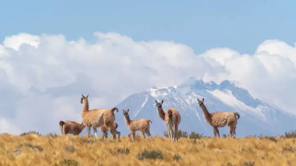 A vicuÃ±a herd on a hilÃ¶ltop on the road to the Jama Pass, Atacama desert, Chile border with Bolivia