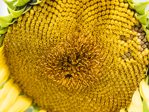 Close-up on the head of sunflower blooming, textures of stamens. Beautiful fresh sunflower natural background. Close-up