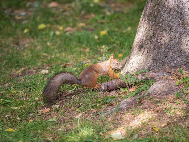 istock Autumn squirrel with nut sits on green grass with fallen yellow leaves 1432917116