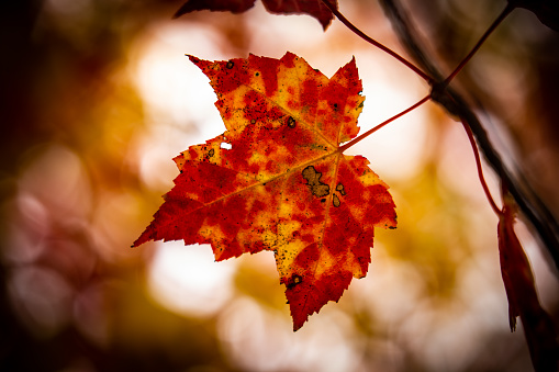 Leaves on the trees changing from green to beautiful orange, yellow and red during Autumn in Bensville on the Central Coast of NSW, Australia.