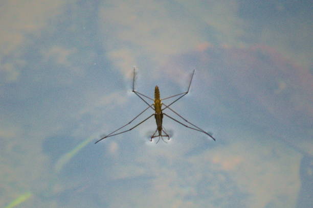 istock An insecto walking over the water surface 1432919334