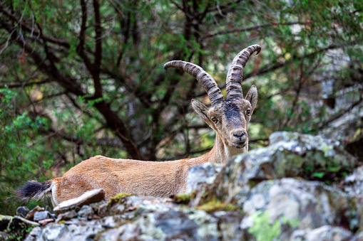 Mountain goat in the Batuecas Valley, La Alberca, Spain