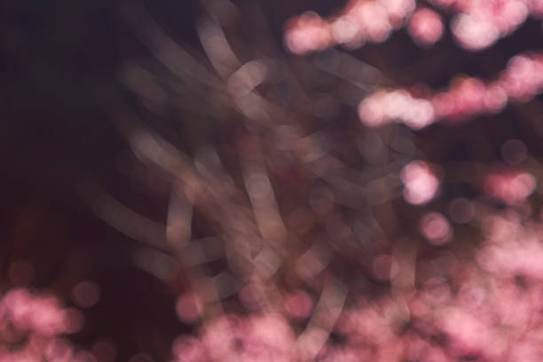 Pink cherry blossom bokeh background. Defocused and blur lens effect.