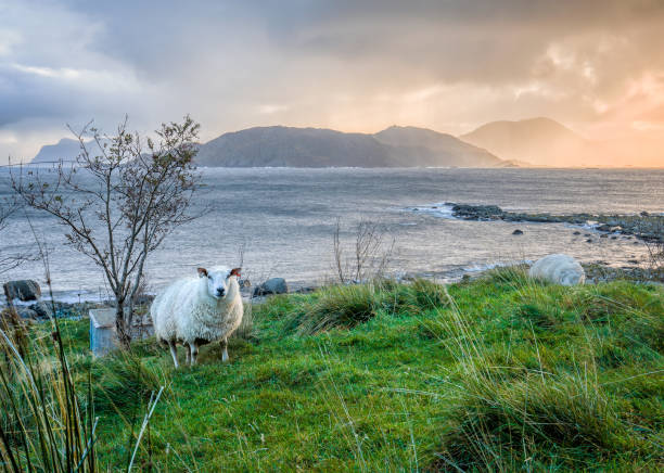 istock Sheep on Norwegian coast at sunrise. 1432919828