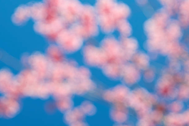 Pink cherry blossom with blue sky bokeh background. Defocused and blur lens effect.