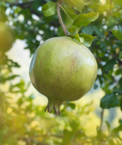 istock Pomegranates grow on a tree close-up. Green pomegranates ripen 1432921347