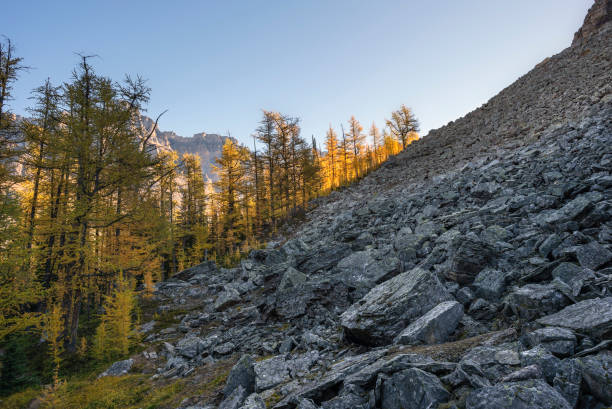 istock Rockslide and Larch Trees in Yoho National Park 1432923009