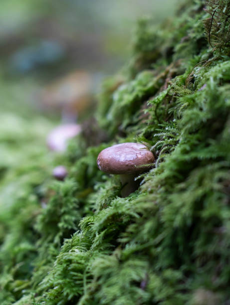 istock Boletus edulis grows wildly after the autumn rains. 1432923288