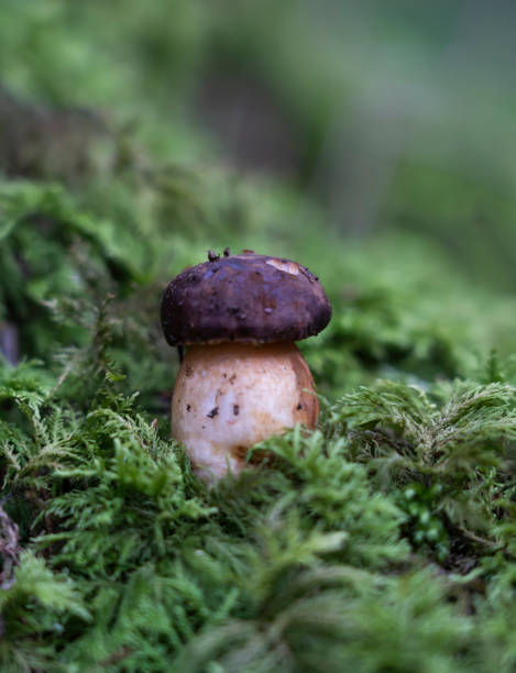 istock Boletus edulis grows wildly after the autumn rains. 1432923310