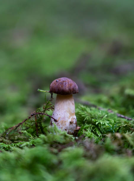 istock Boletus edulis grows wildly after the autumn rains. 1432923382
