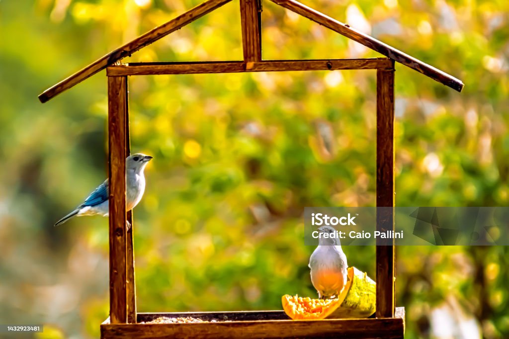 Blue Tanager Stock Photo Download Image Now Animal, Animal Wildlife