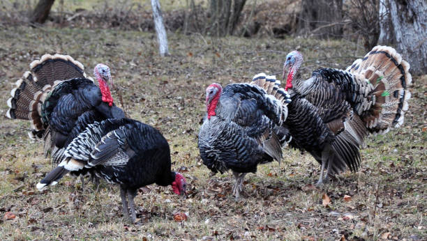 istock Herd of turkeys in the garden 1432924984