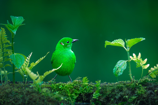Glistening-green Tanager is a blue bird living in the cloud forest in the Andean area, the green tanager is perching on mossy branch making a perfect contrast with the green background, the face is toward the camera with the beak up.